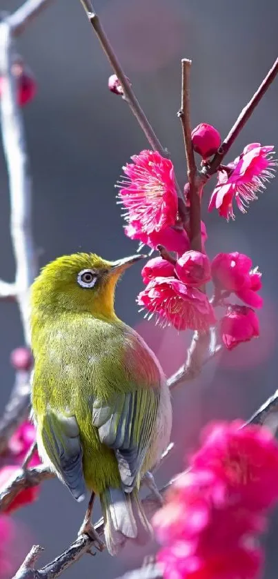 Green bird perched on pink cherry blossoms branch.