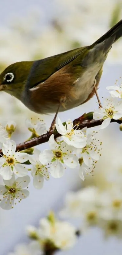 Bird perched on white blossoms, nature wallpaper.