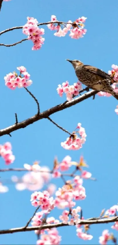 Bird perched on cherry blossom branch against a clear blue sky.