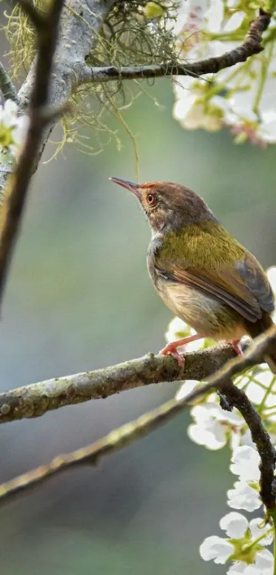 Small bird perched on blossom branch with soft focus background.