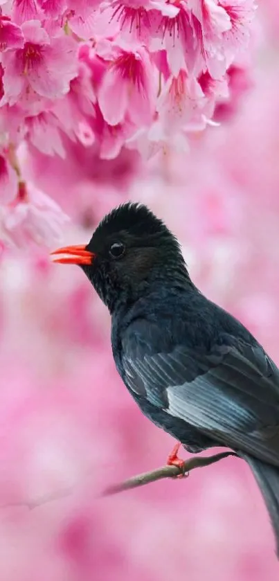 Black bird on a branch with pink blossoms in the background, creating a serene scene.