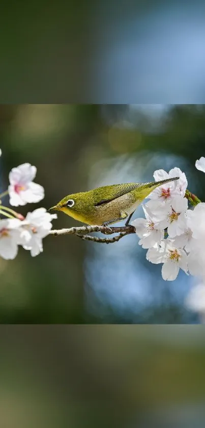 Bird perched on cherry blossom branch, vibrant and scenic.