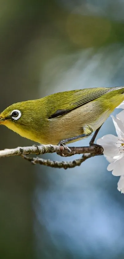 Bird on cherry blossom branch in spring setting.