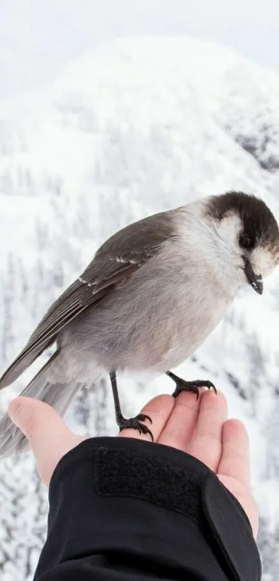 A small bird perches on a hand against a snowy mountain backdrop.