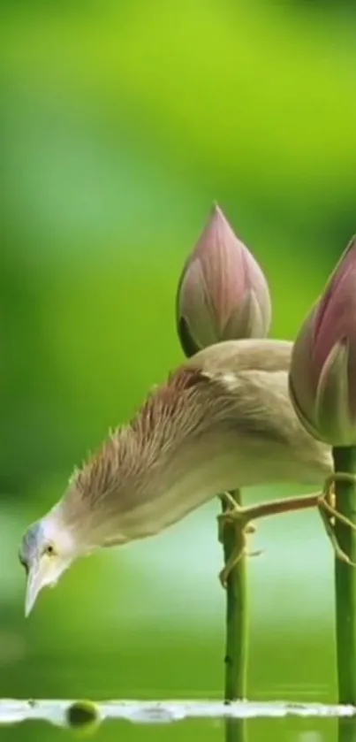 Bird balancing on pink lotus buds with green background.