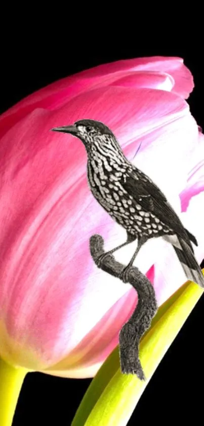 Artistic bird perched on a vibrant pink tulip on a black background.