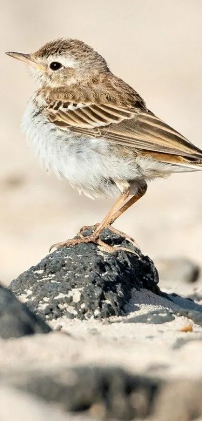 A bird perched on a rock in a natural setting.