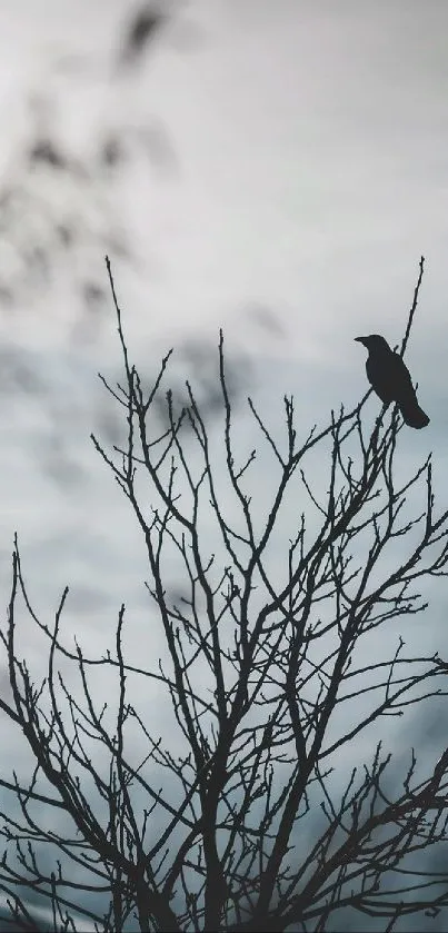 Silhouette of bird on winter branch against cloudy sky.