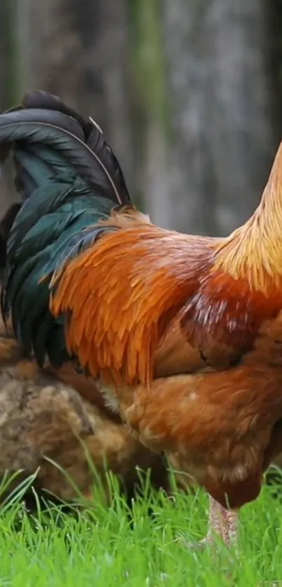 Bird Organism Beak Live Wallpaper