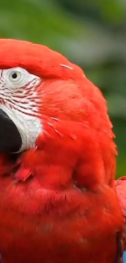Bird Organism Parrot Live Wallpaper