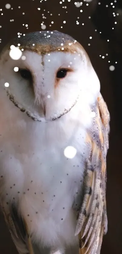 Bird Owl Beak Live Wallpaper