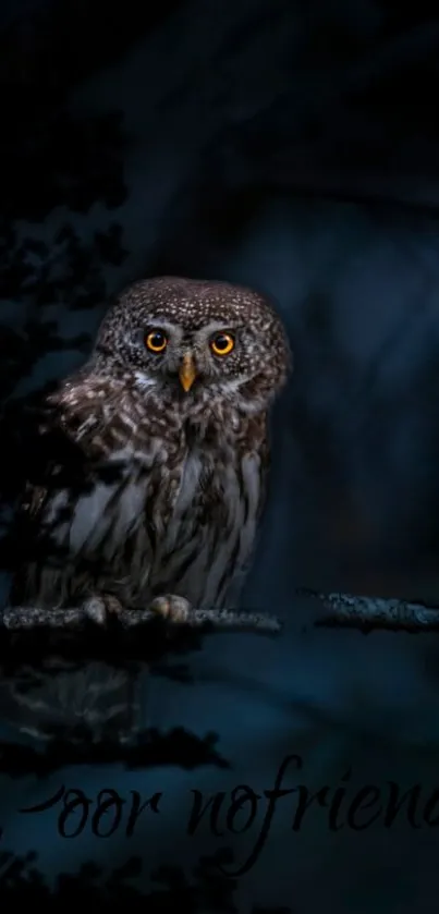 Bird Owl Bird Of Prey Live Wallpaper