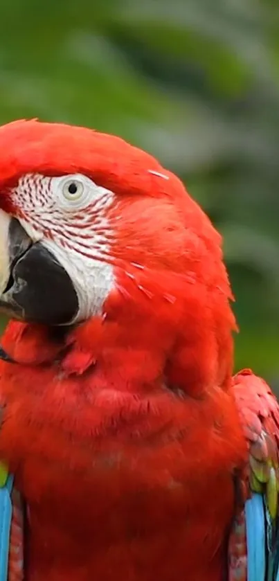 Bird Parrot Beak Live Wallpaper