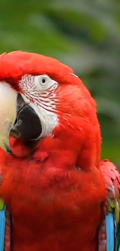 Bird Parrot Beak Live Wallpaper