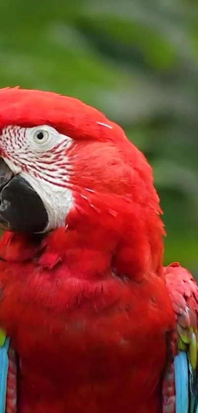 Bird Parrot Beak Live Wallpaper