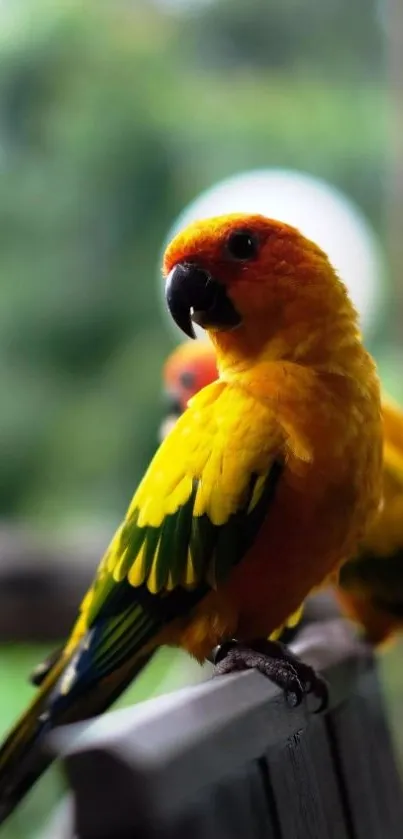 Bird Parrot Beak Live Wallpaper