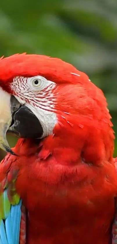 Bird Parrot Beak Live Wallpaper