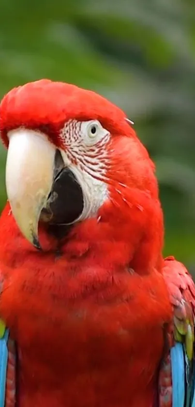 Bird Parrot Beak Live Wallpaper