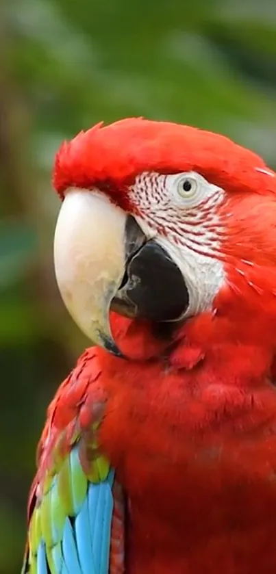 Bird Parrot Beak Live Wallpaper