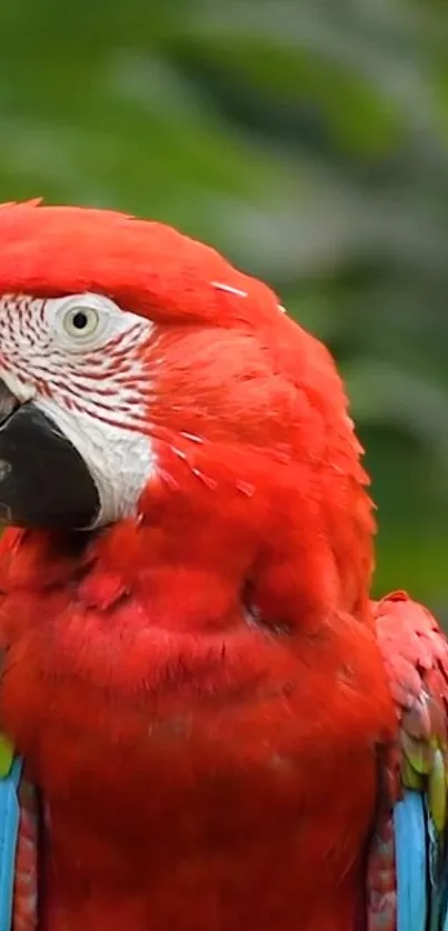 Bird Parrot Beak Live Wallpaper