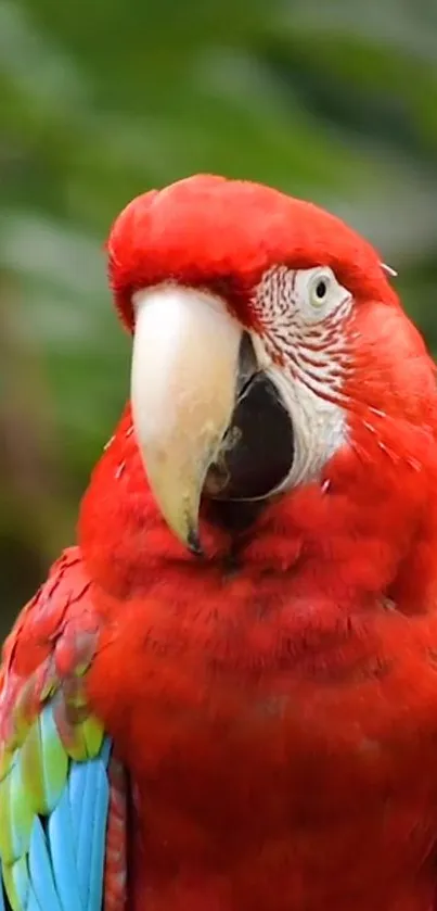 Bird Parrot Beak Live Wallpaper
