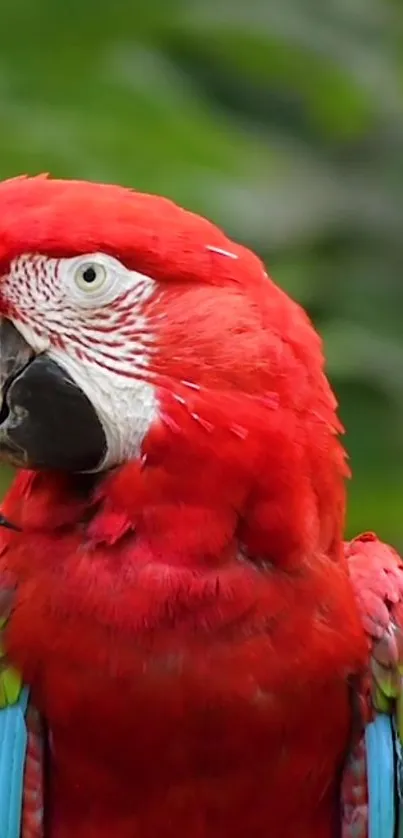 Bird Parrot Beak Live Wallpaper