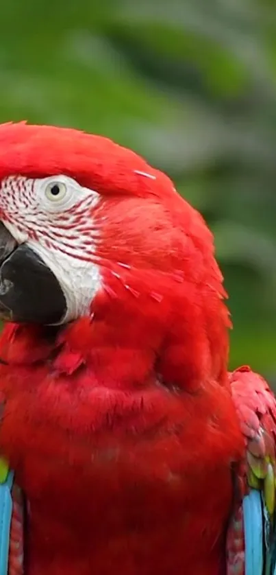 Bird Parrot Beak Live Wallpaper