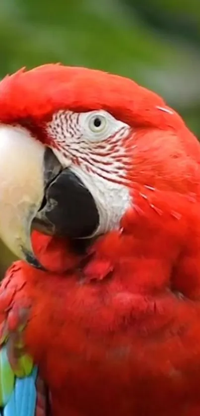 Bird Parrot Wildlife Live Wallpaper