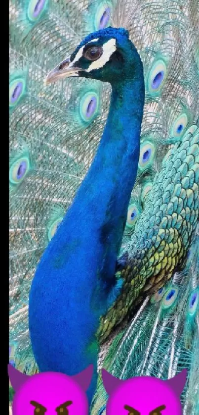 Bird Peafowl Blue Live Wallpaper