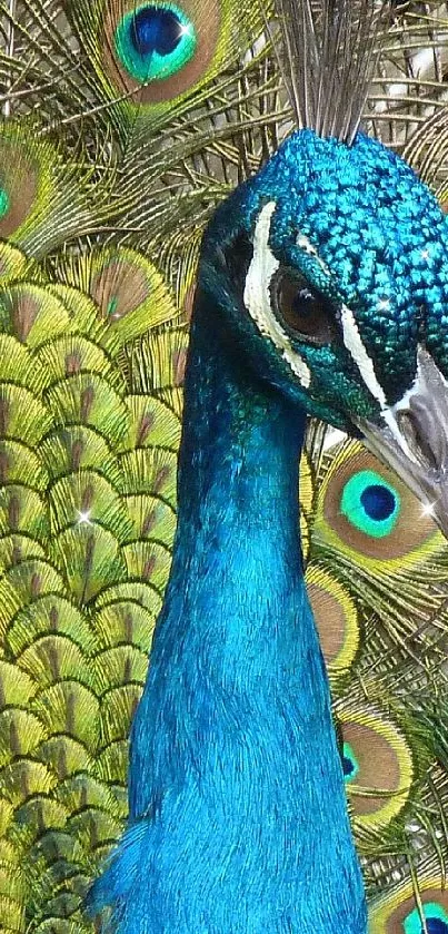 fly Live Wallpaper