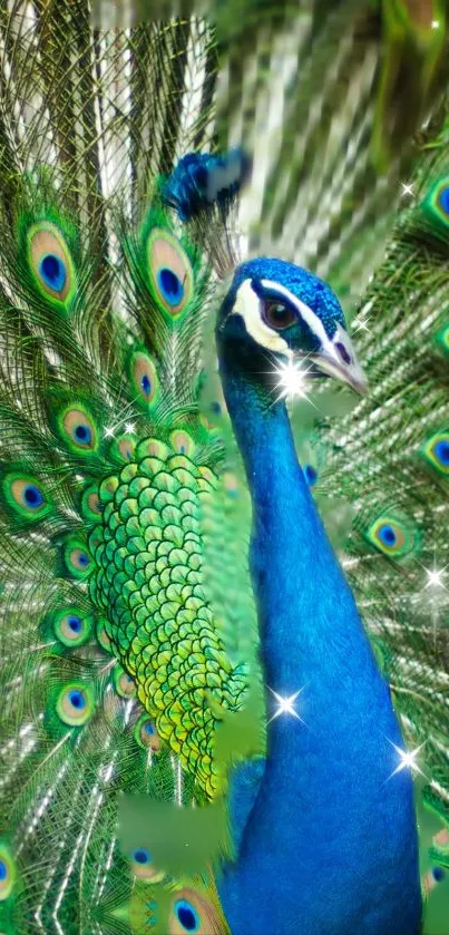 Peacock Live Wallpaper