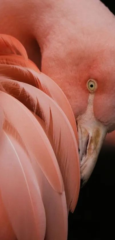 Bird Pink Racy Live Wallpaper