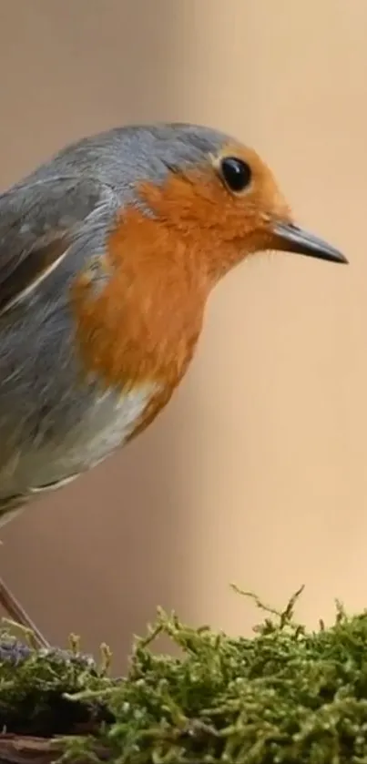 Bird Plant Beak Live Wallpaper