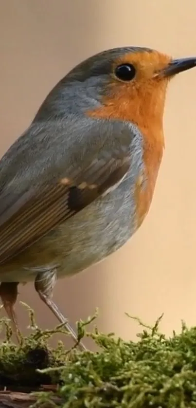 Bird Plant Beak Live Wallpaper