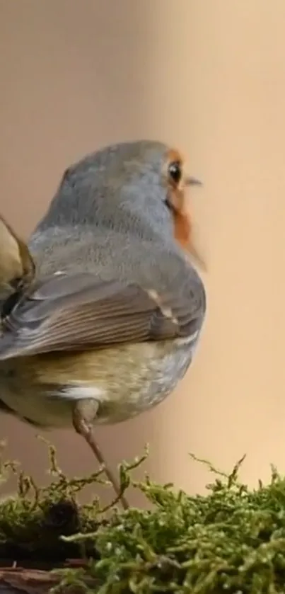 Bird Plant Junco Live Wallpaper