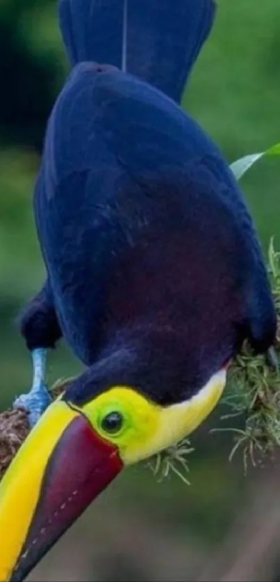 Bird Plant Toucan Live Wallpaper