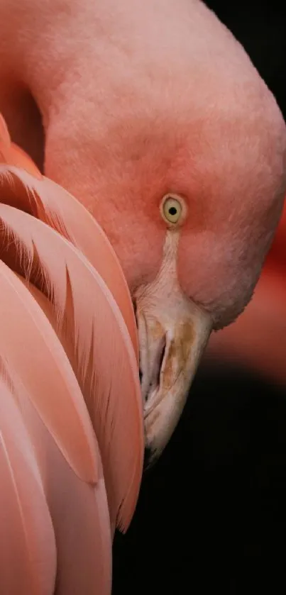 Bird Racy Flamingo Live Wallpaper