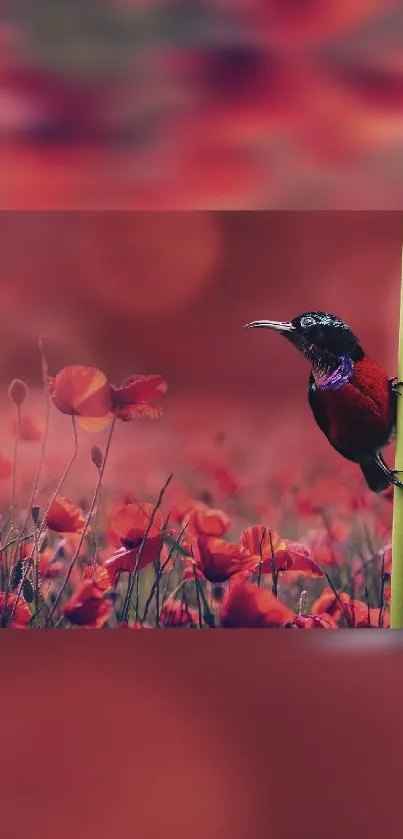 Bird Red Beak Live Wallpaper