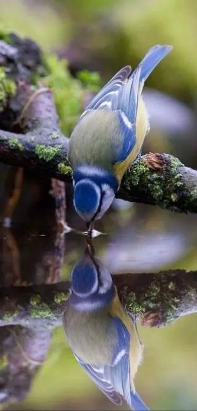 Blue-yellow bird reflected in calm water, surrounded by green mossy branches.