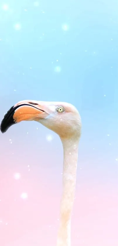 Bird Sky Beak Live Wallpaper