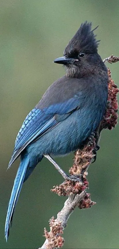 Bird Steller S Jay Beak Live Wallpaper