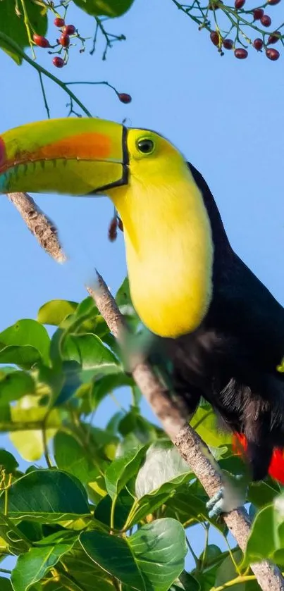 Bird Toucan Sky Live Wallpaper