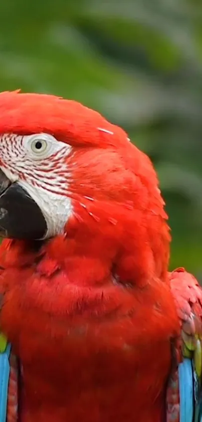 Bird Vertebrate Parrot Live Wallpaper