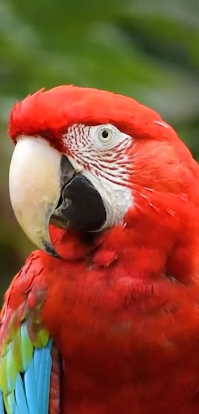 Bird Vertebrate Parrot Live Wallpaper