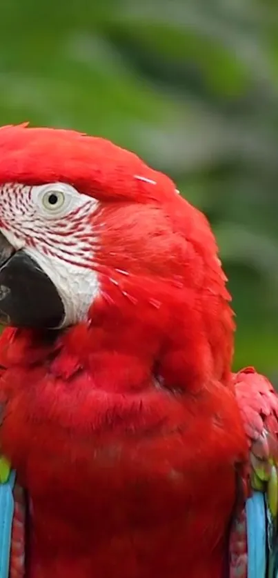 Bird Vertebrate Parrot Live Wallpaper