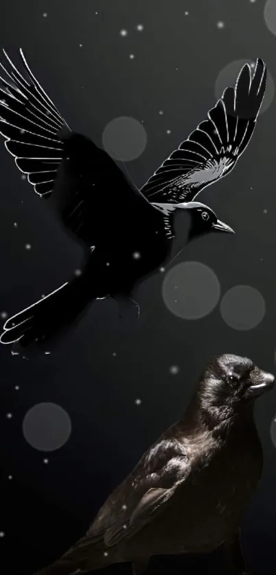 Bird Vertebrate Sky Live Wallpaper