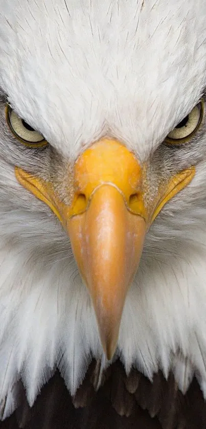 Close-up of an eagle's face showcasing its intense eyes and yellow-orange beak.