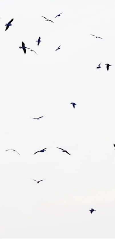 Bird Wing Bird Migration Live Wallpaper