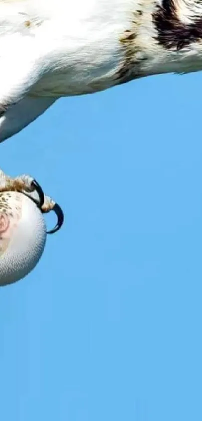 Bird carrying fish against bright blue sky.