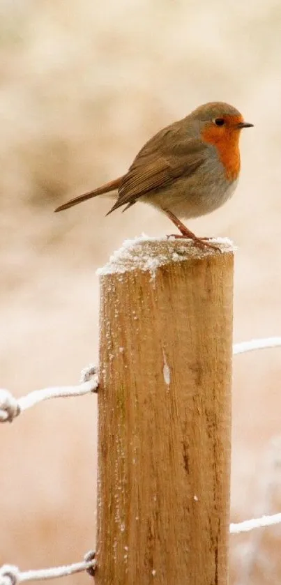 Bird Wood Branch Live Wallpaper
